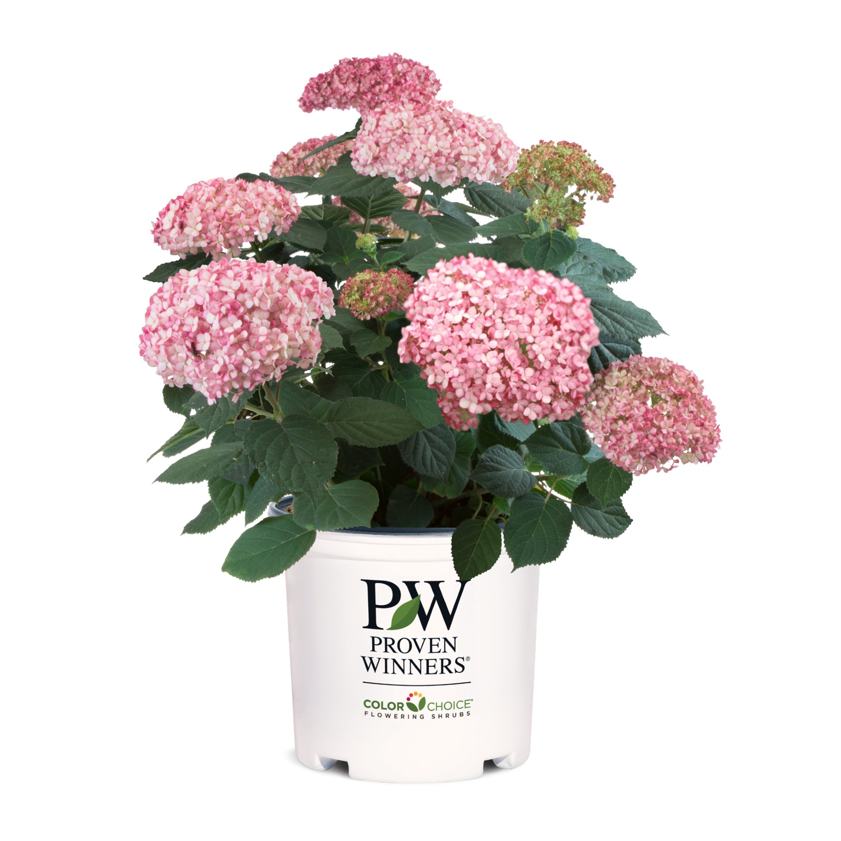 Invincibelle® hydrangeas Proven Winners Direct™