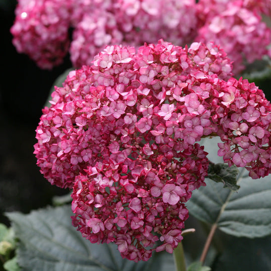 Invincibelle® Ruby Smooth Hydrangea (arborescens)