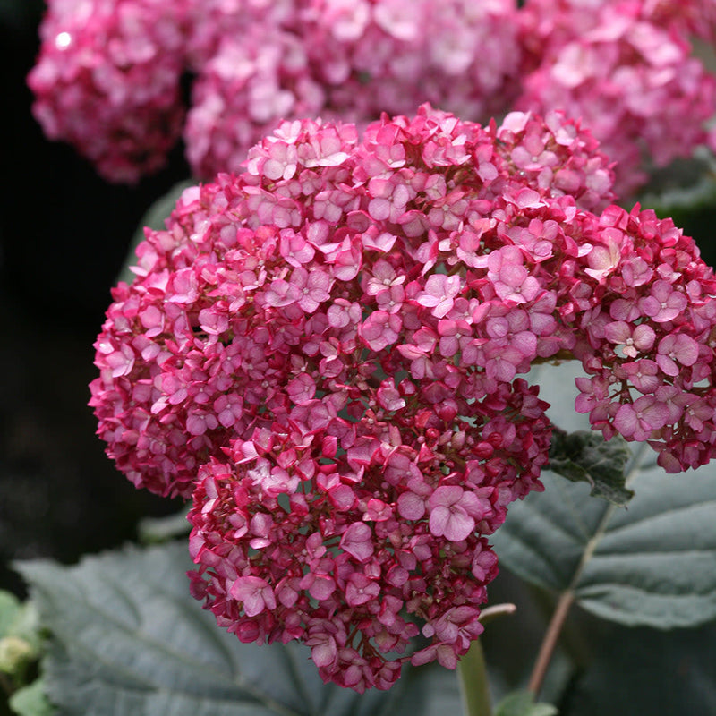 Invincibelle Ruby Invincibelle Ruby Smooth Hydrangea up close.