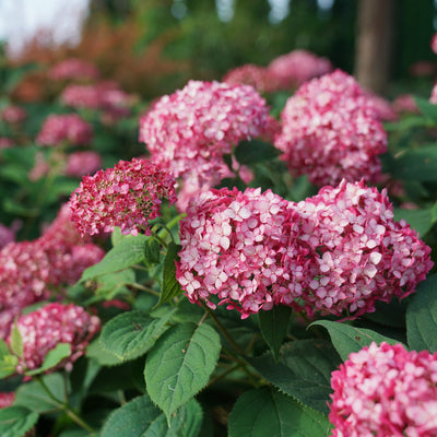 Invincibelle Ruby Smooth Hydrangea in focus.