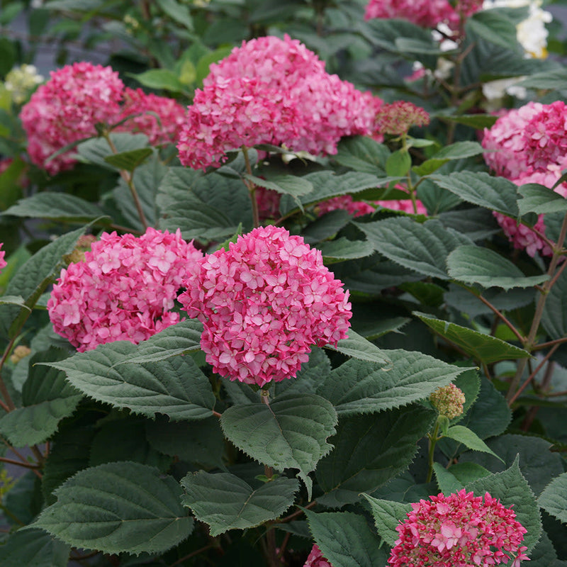 Invincibelle Ruby Invincibelle Ruby Smooth Hydrangea in focus.