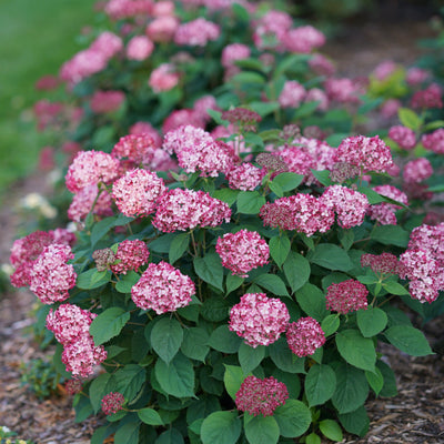 Invincibelle Ruby Smooth Hydrangea in focus.