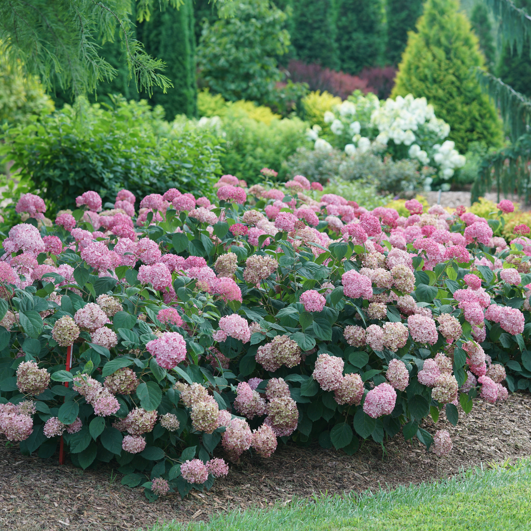 Hydrangea4936ページ Smooth Hydrangea | Invincibelle® Ruby | Proven Winners® Shrubs