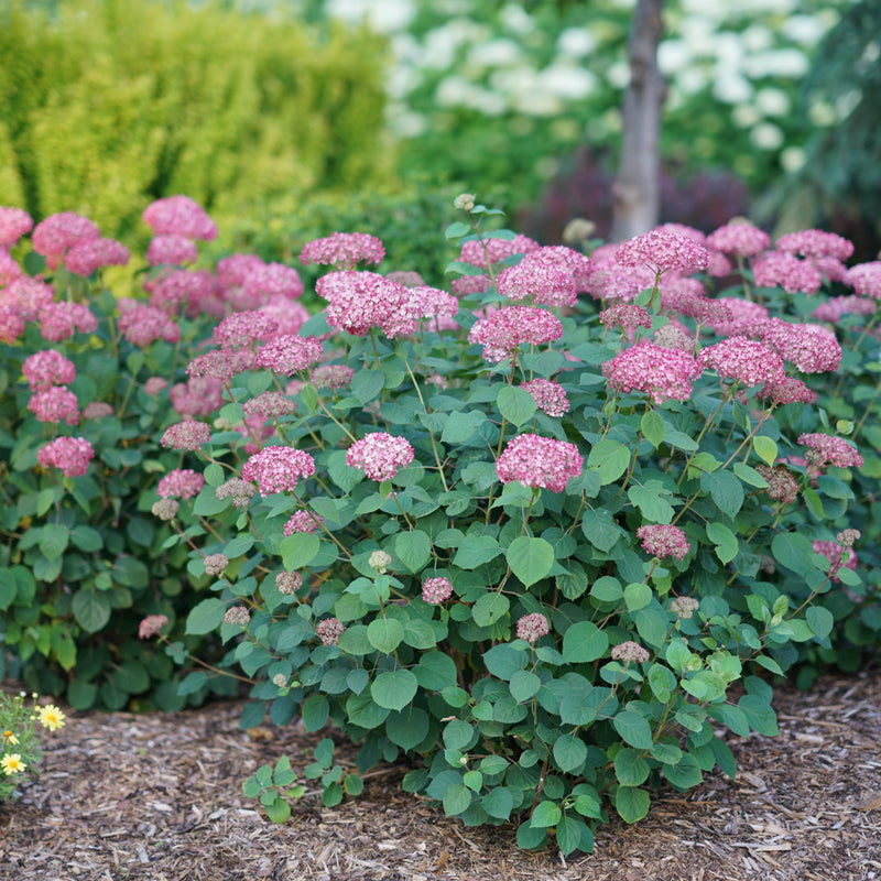 Invincibelle Ruby Smooth Hydrangea in use.