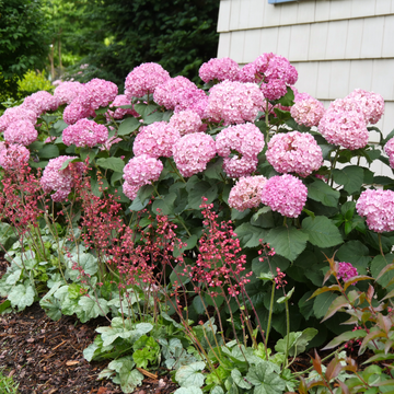 Smooth Hydrangea | Invincibelle® Ruby | Proven Winners® Shrubs – Proven ...