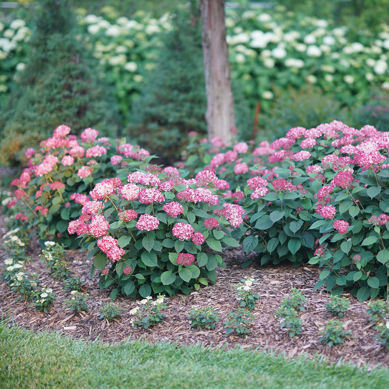 Invincibelle Ruby Invincibelle Ruby Smooth Hydrangea in use.