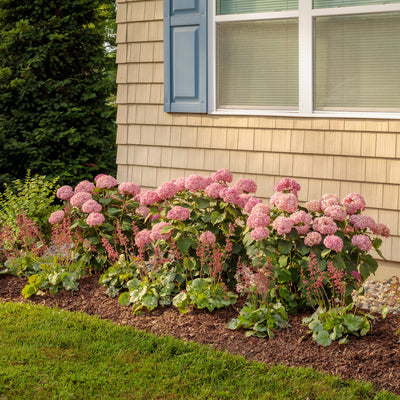 Invincibelle Ruby Smooth Hydrangea in use.