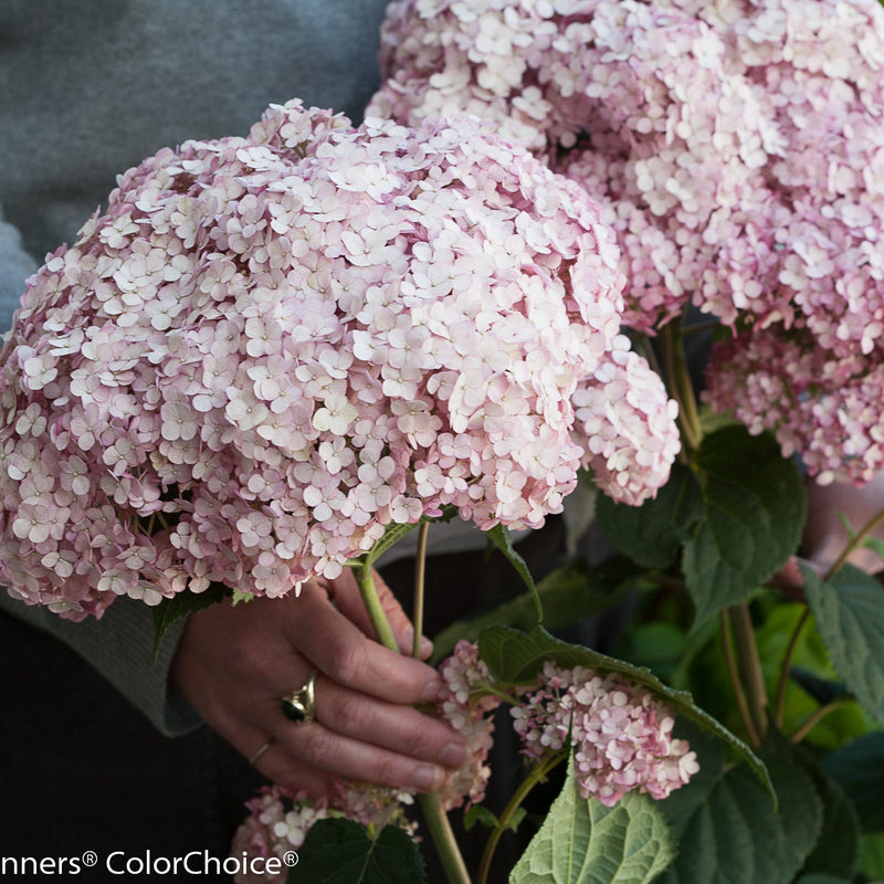 Incrediball Blush Smooth Hydrangea up close.