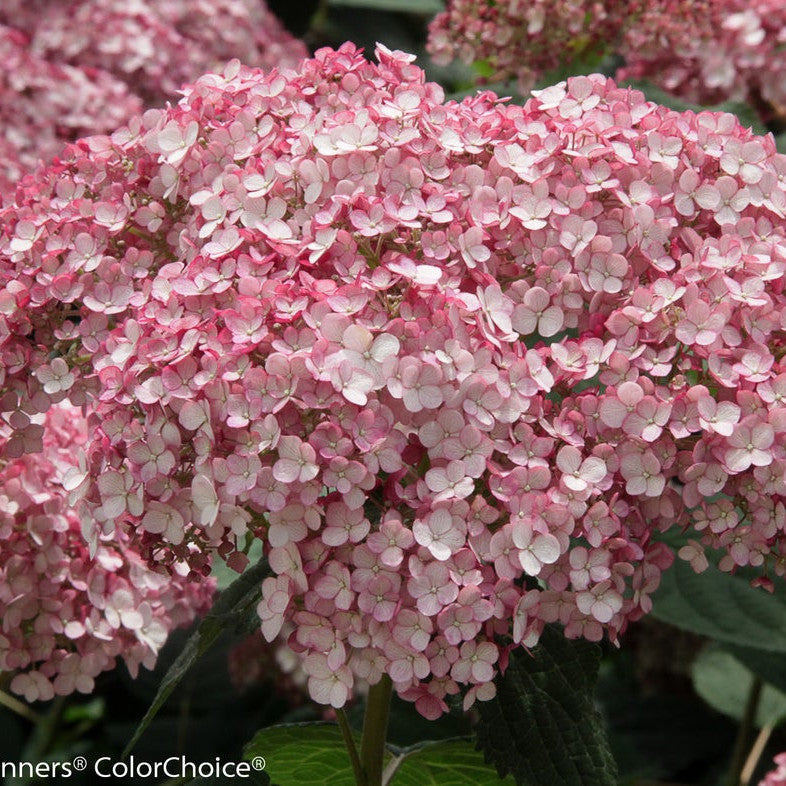 Incrediball Blush Incrediball Blush Smooth Hydrangea up close.