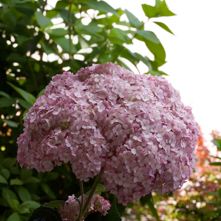 Incrediball® Blush Smooth Hydrangea (arborescens)