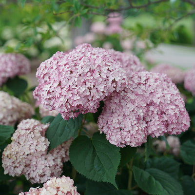 Incrediball Blush Incrediball Blush Smooth Hydrangea up close.