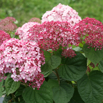 Incrediball Blush Incrediball Blush Smooth Hydrangea up close.