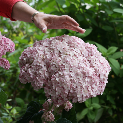 Incrediball Blush Incrediball Blush Smooth Hydrangea up close.