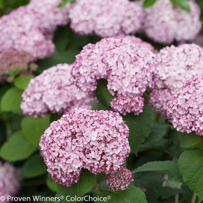 Incrediball Blush Smooth Hydrangea up close.