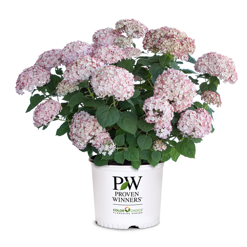 Incrediball Blush Incrediball Blush Smooth Hydrangea in container.