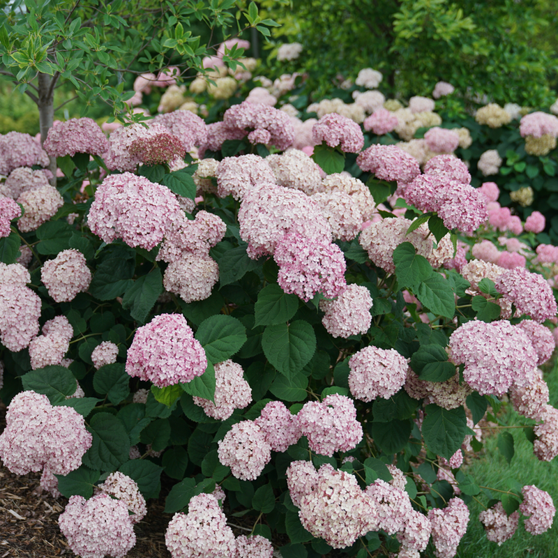 Incrediball Blush Incrediball Blush Smooth Hydrangea in focus.