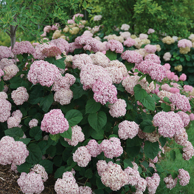 Incrediball Blush Incrediball Blush Smooth Hydrangea in focus.