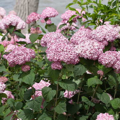 Incrediball Blush Smooth Hydrangea in use.