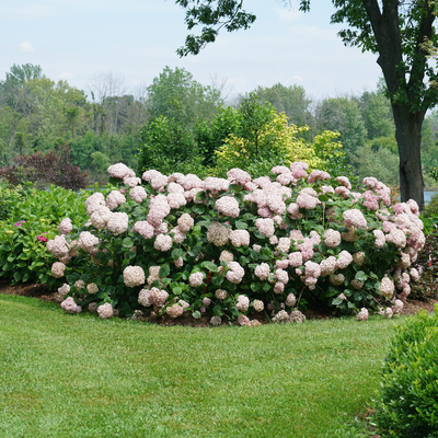 Incrediball Blush Incrediball Blush Smooth Hydrangea in use.