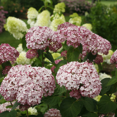 Incrediball Blush Smooth Hydrangea in use.