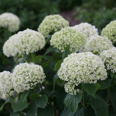 Invincibelle Limetta Invincibelle Limetta Smooth Hydrangea up close.