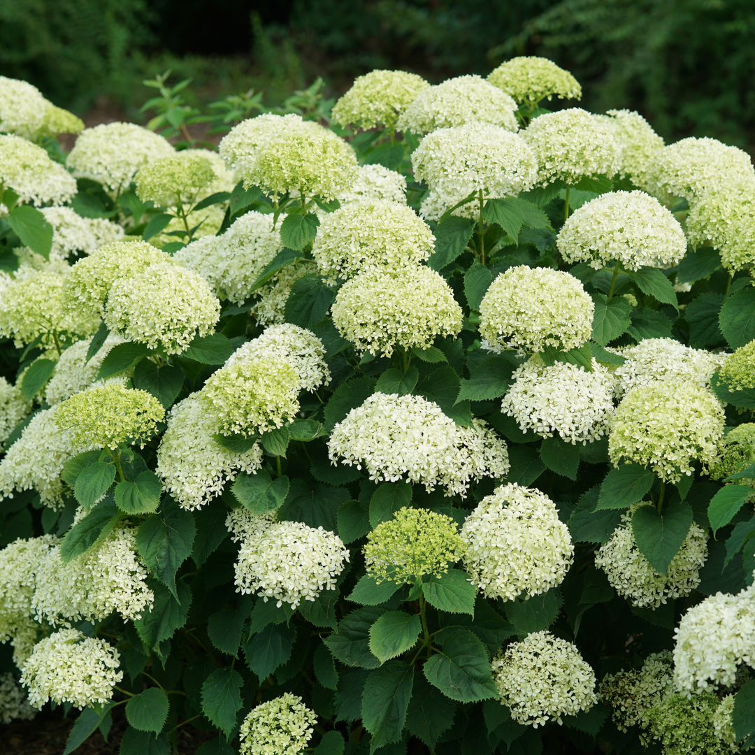 Invincibelle Limetta® Smooth Hydrangea (arborescens)