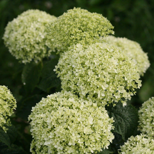 Invincibelle Limetta® Smooth Hydrangea (arborescens)