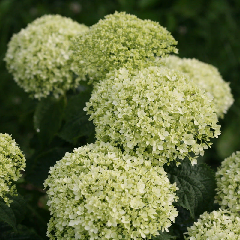 Invincibelle Limetta Smooth Hydrangea up close.