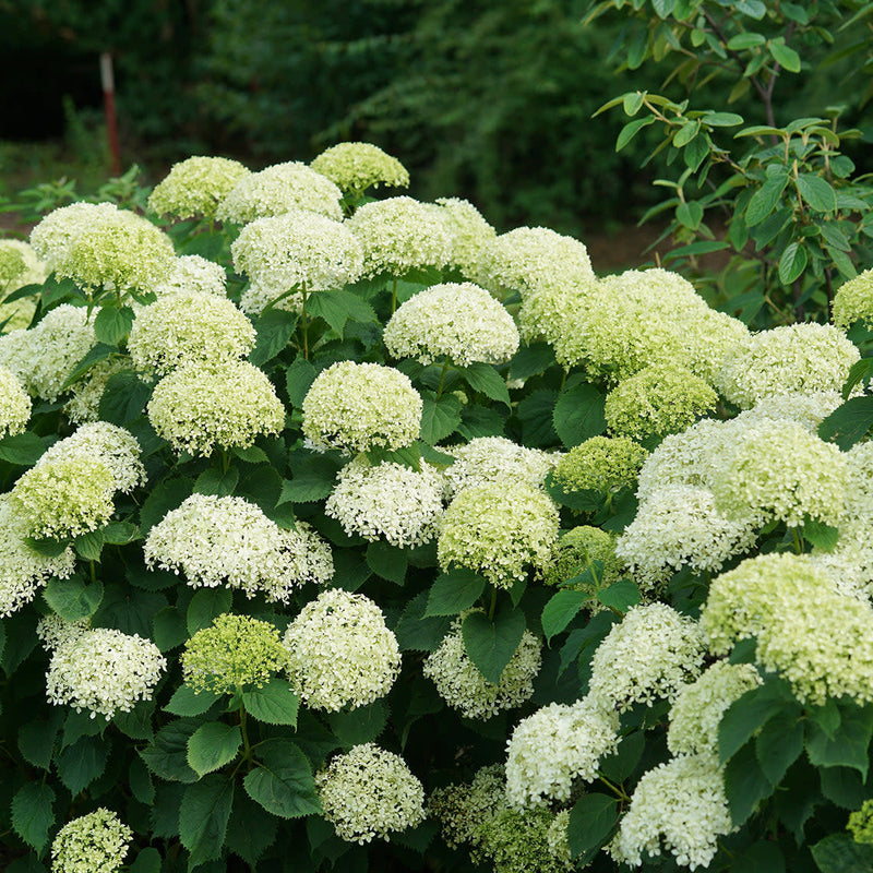 Invincibelle Limetta Invincibelle Limetta Smooth Hydrangea in focus.