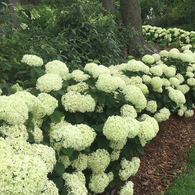 Invincibelle Limetta Invincibelle Limetta Smooth Hydrangea in focus.