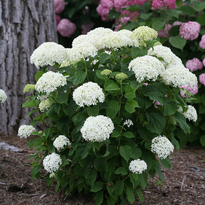 Invincibelle Limetta Invincibelle Limetta Smooth Hydrangea in focus.