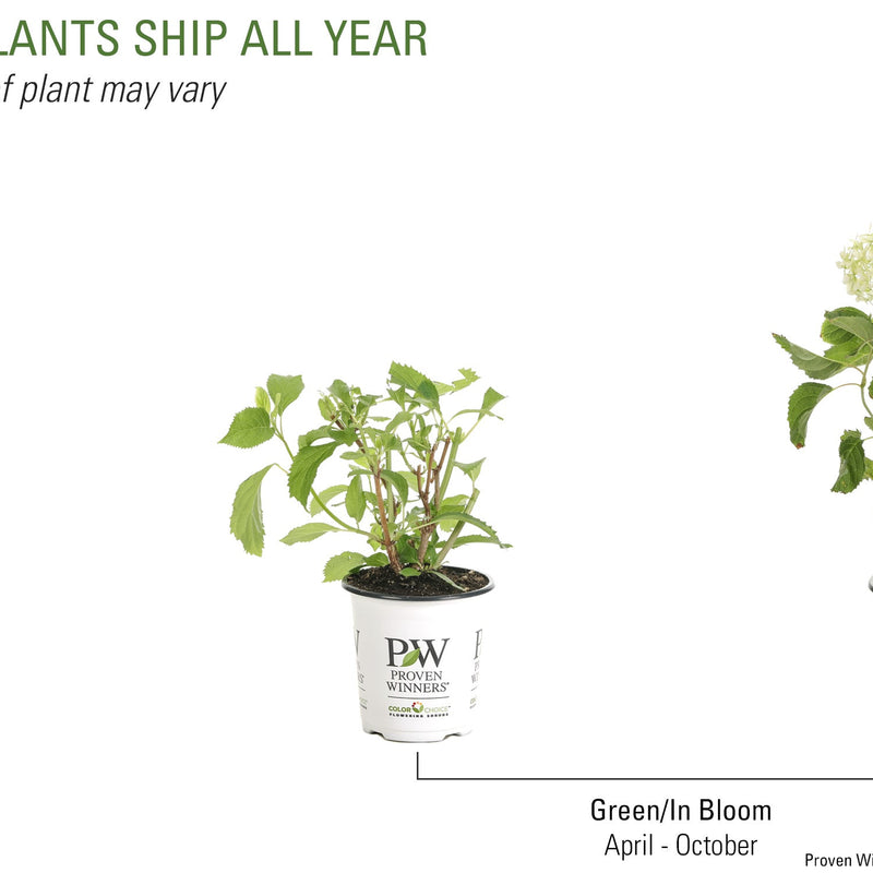 Invincibelle Limetta Smooth Hydrangea in various life stages.