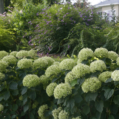 Invincibelle Limetta Smooth Hydrangea in use.