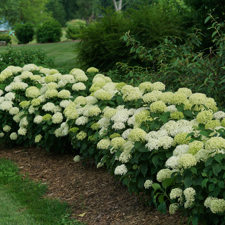 Invincibelle Limetta® Smooth Hydrangea (arborescens)