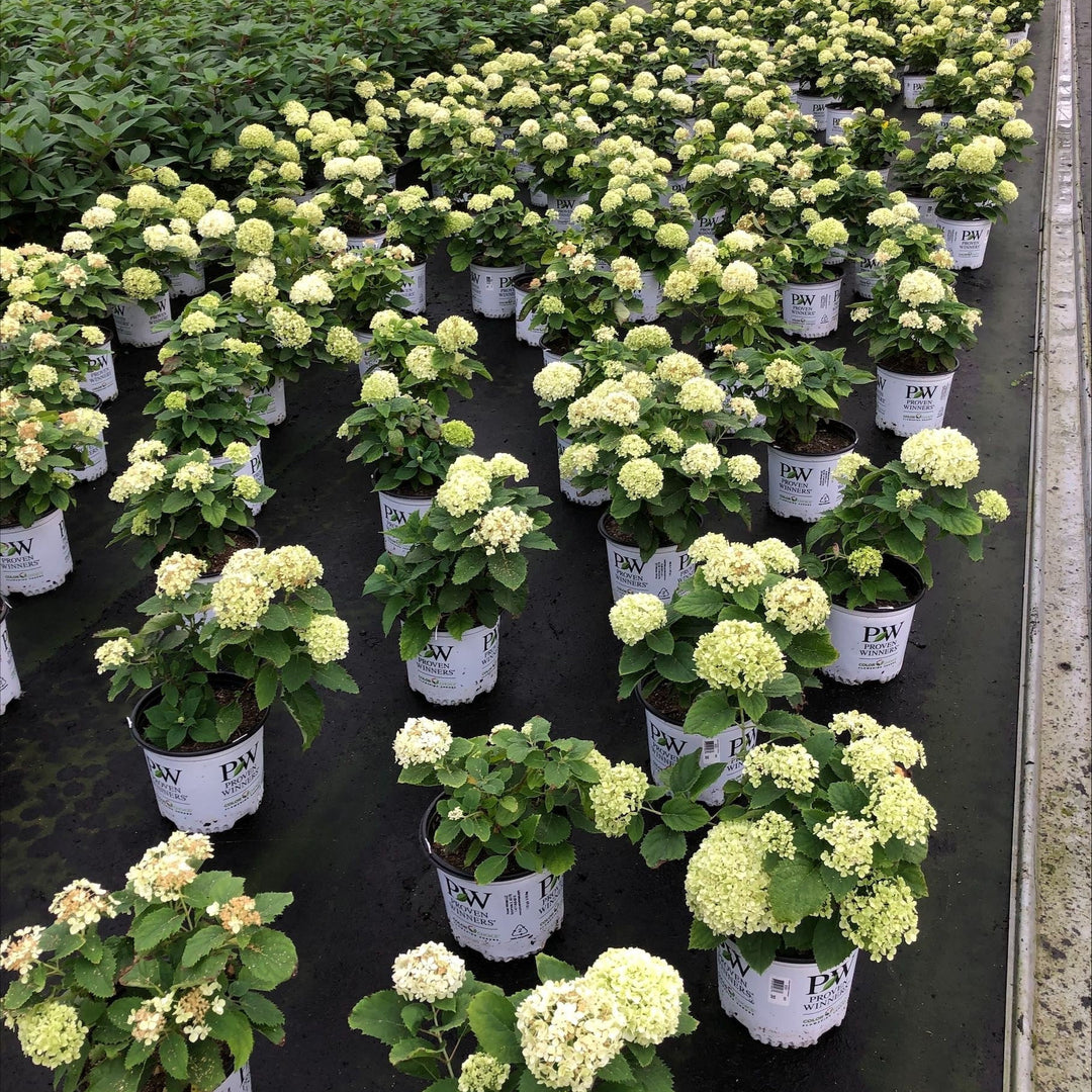 Smooth Hydrangea | Invincibelle Limetta® | Proven Winners® Shrubs