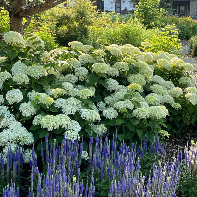 Invincibelle Limetta® Smooth Hydrangea (Hydrangea arborescens)