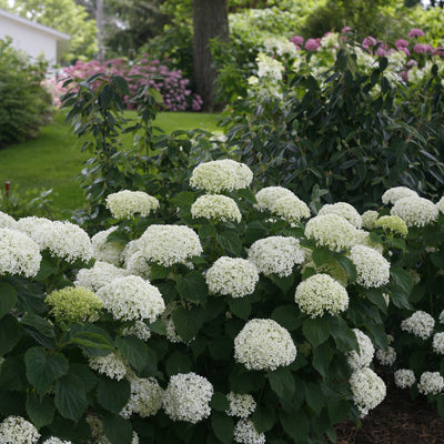 Invincibelle Limetta Smooth Hydrangea in use.