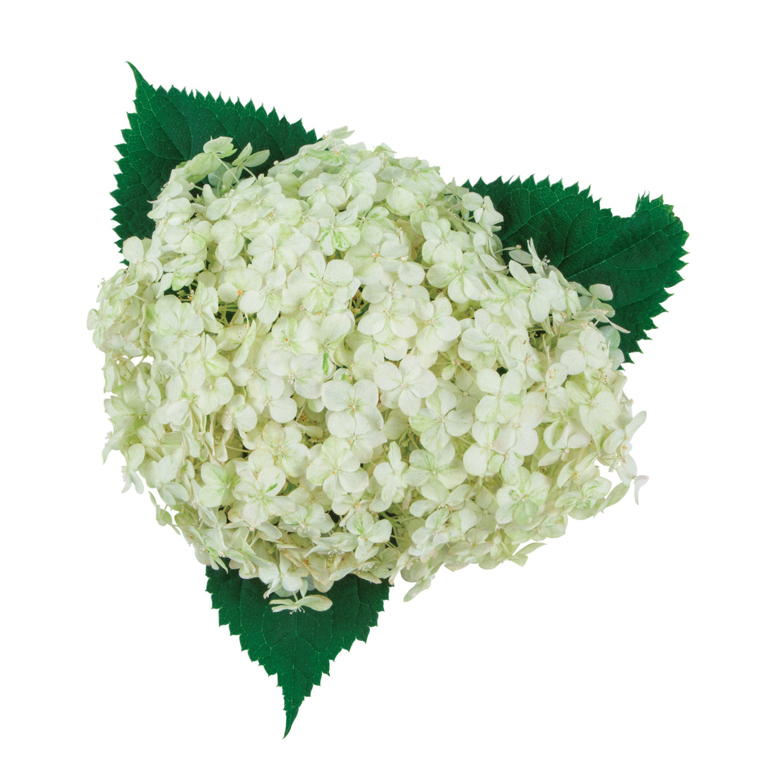 Invincibelle Limetta® Smooth Hydrangea (arborescens)