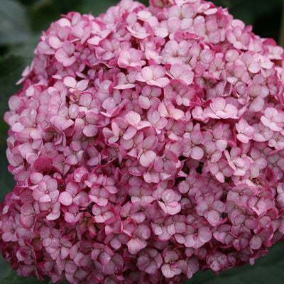 Invincibelle Mini Mauvette Smooth Hydrangea up close.