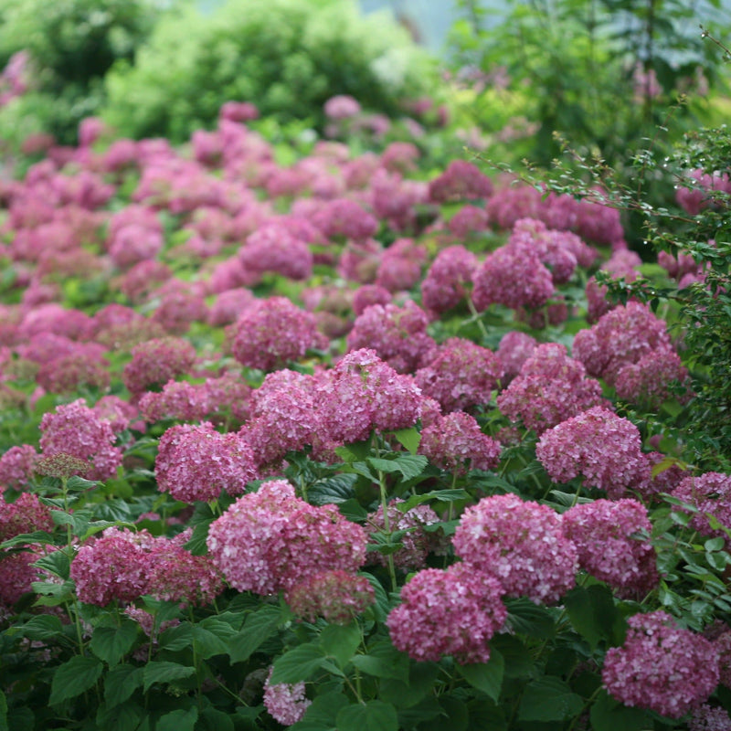 Invincibelle Mini Mauvette Smooth Hydrangea up close.