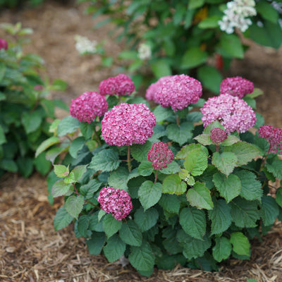 Invincibelle Mini Mauvette Smooth Hydrangea in focus.