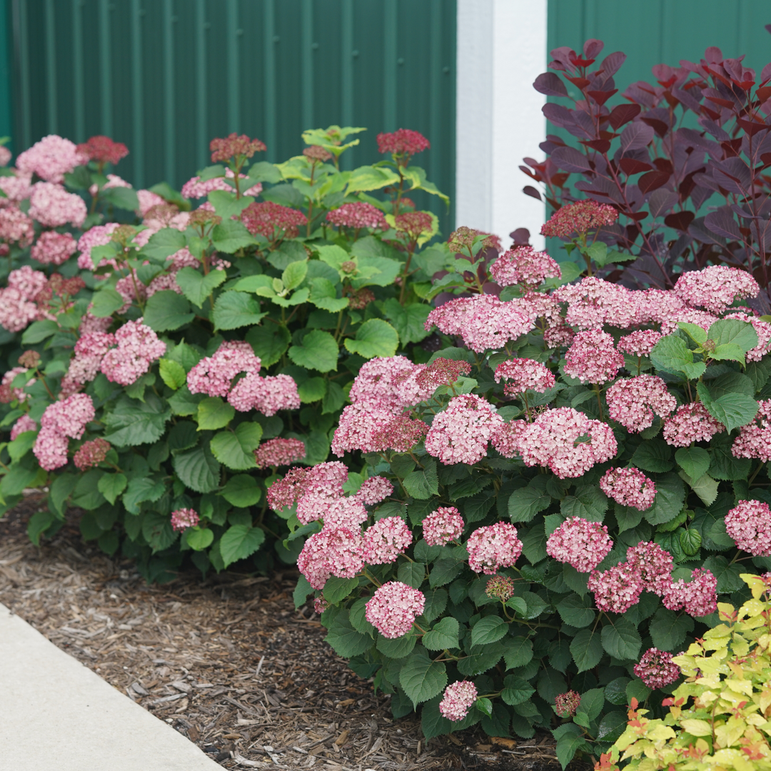 Smooth Hydrangea | Invincibelle Mini Mauvette® | Proven Winners