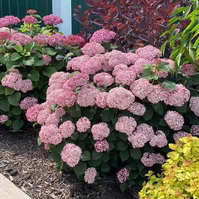 Invincibelle Mini Mauvette® Smooth Hydrangea (Hydrangea arborescens)