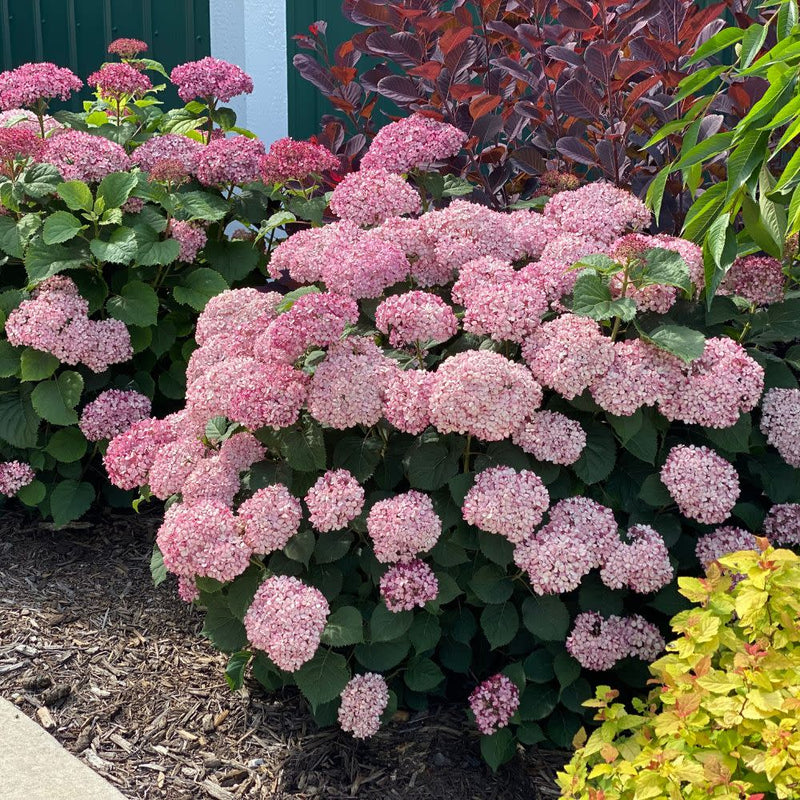 Invincibelle Mini Mauvette® Smooth Hydrangea (Hydrangea arborescens)