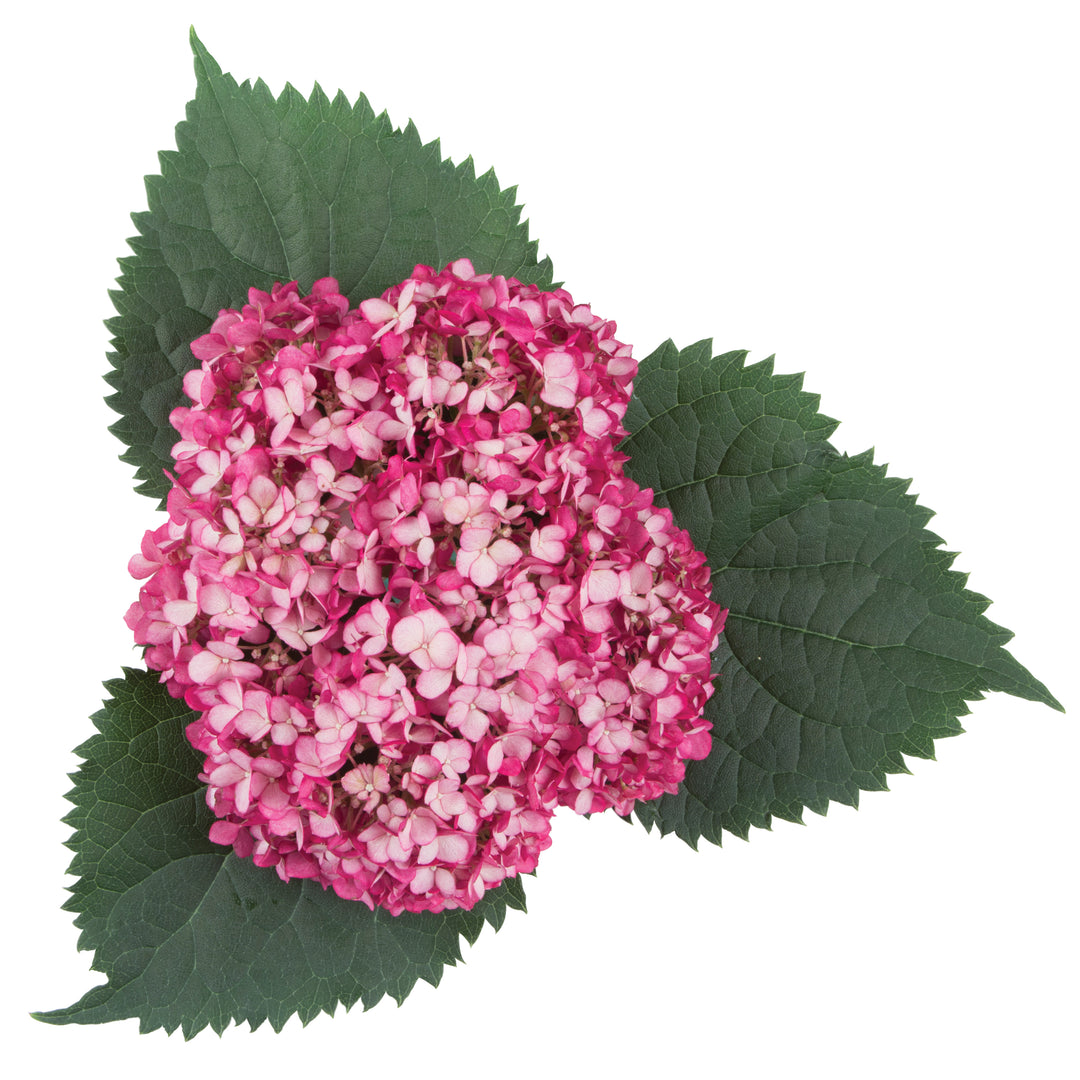 Invincibelle Mini Mauvette® Smooth Hydrangea (arborescens)