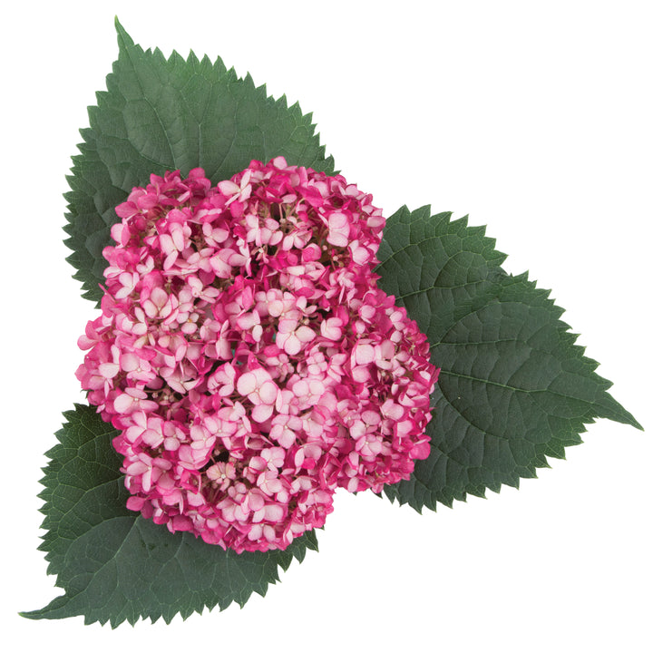Invincibelle Mini Mauvette® Smooth Hydrangea (arborescens)