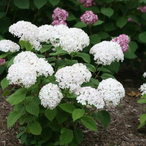 Invincibelle Wee White Smooth Hydrangea up close.