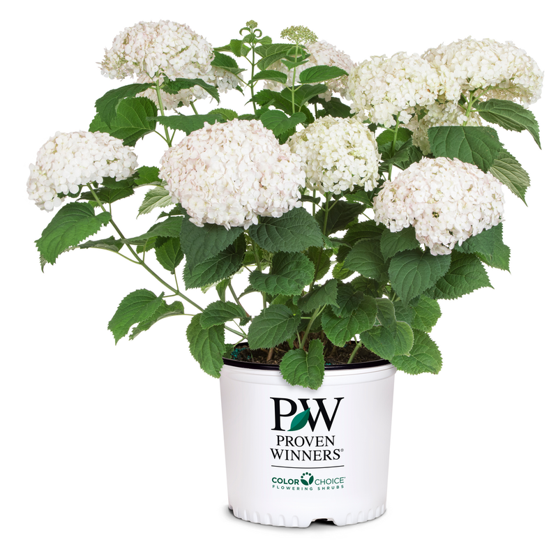 Invincibelle Wee White Invincibelle Wee White Smooth Hydrangea in container.