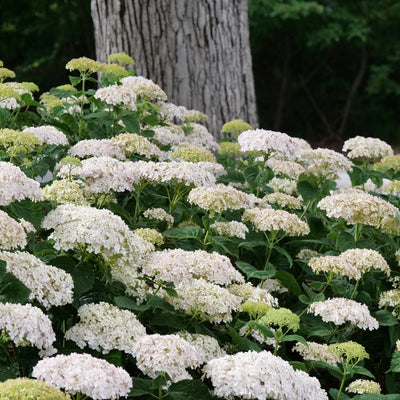 Invincibelle Wee White Invincibelle Wee White Smooth Hydrangea in focus.