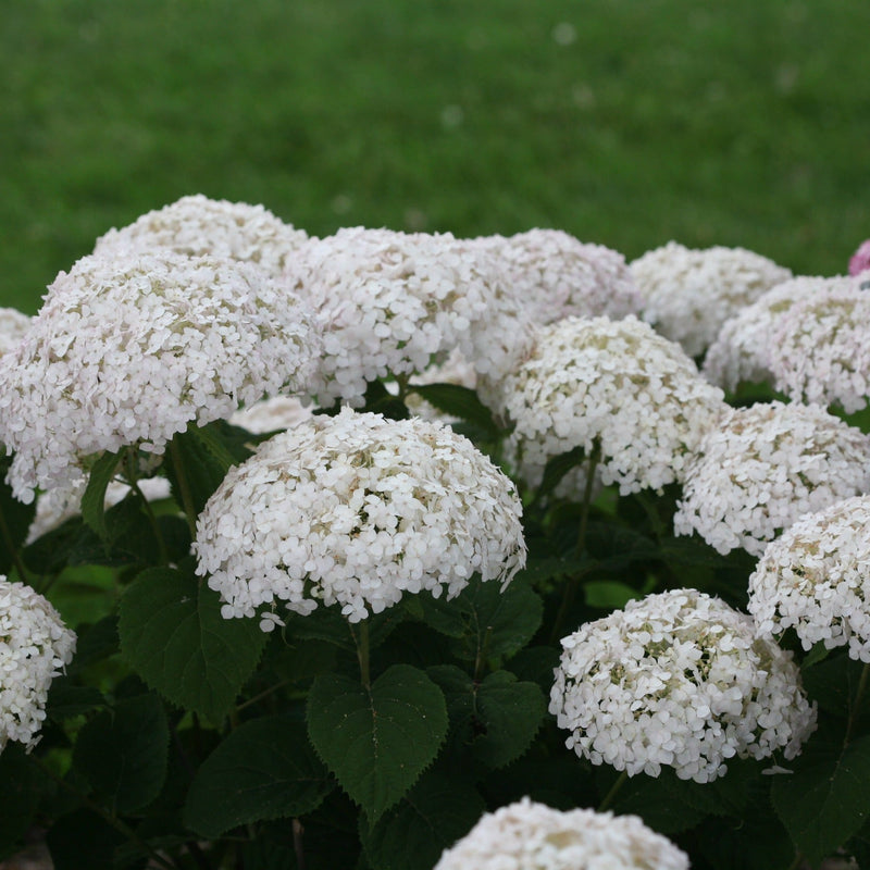 Invincibelle Wee White Invincibelle Wee White Smooth Hydrangea in focus.